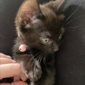 Meet your Posher, Dana